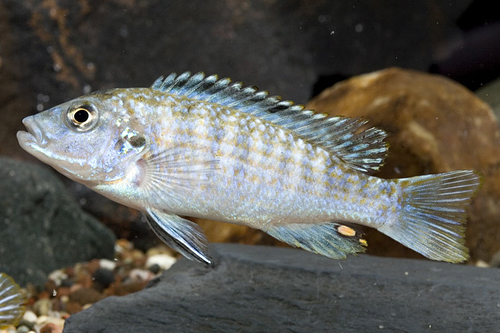 picture of Exasperatus Cichlid Reg                                                                              Melanochromis joanjohnsonae