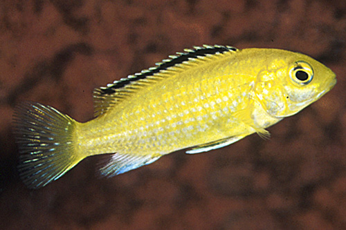 picture of Lemon Yellow Labido Caeruleus Cichlid Sml                                                            Labidochromis caeruleus 'Lemon Yellow'