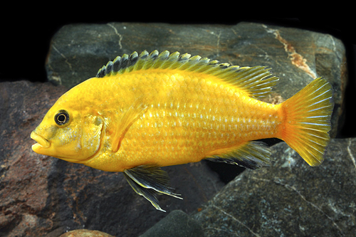 picture of Lemon Yellow Labido Caeruleus Cichlid Lrg                                                            Labidochromis caeruleus 'Lemon Yellow'