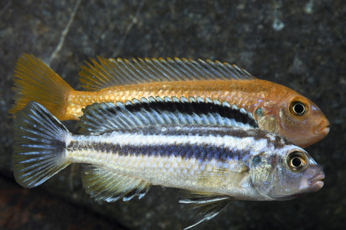 picture of Melanochromis Johanni Cichlid Sml                                                                    Melanochromis johanni