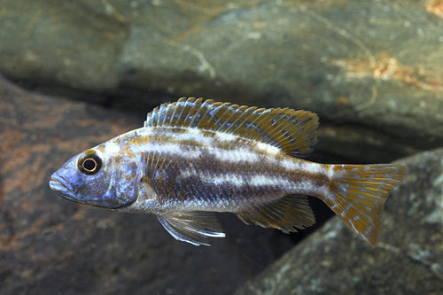 picture of Fuscotaeniatus Cichlid Reg                                                                           Nimbochromis fuscotaenieatus