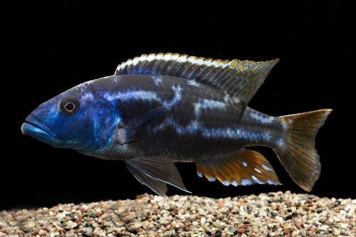 picture of Fuscotaeniatus Cichlid Shw                                                                           Nimbochromis fuscotaenieatus