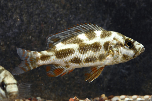 picture of Livingstonii Cichlid Reg                                                                             Nimbochromis livingstonii