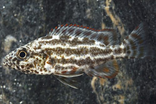picture of Polystigma Cichlid Reg                                                                               Nimbochromis polystigma