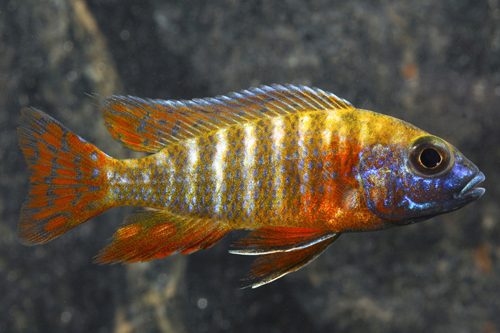 picture of Red Peacock Cichlid Reg                                                                              Aulonocara sp. 'Red Peacock'