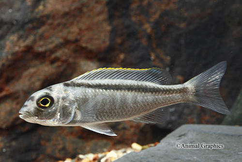picture of Buccochromis Spectabilis Cichlid Reg                                                                 Buccochromis spectabilis