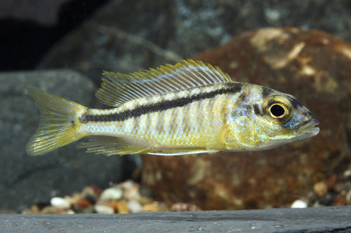 picture of Buccochromis Rhoadesii Cichlid Reg                                                                   Buccochromis rhodesi