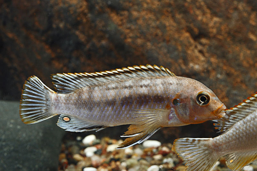 picture of Labidochromis Maculicauda Cichlid Reg                                                                Labidochromis maculiccauda