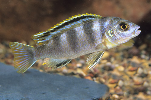picture of Labidochromis sp. Perlmutt Cichlid Reg                                                               Labidochromis sp. 'Perlmutt'