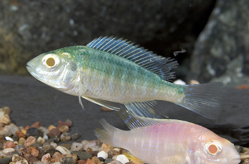 picture of Painted Peacock Cichlid Reg                                                                          Aulonocara sp. 'Albino'