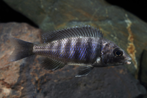 picture of Star Sapphire Phenochilus Cichlid Reg                                                                Placidochromis phenochilius