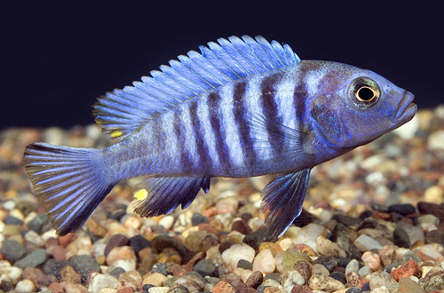picture of Cynotilapia Afra Cichlid Med                                                                         Cynotilapia afra