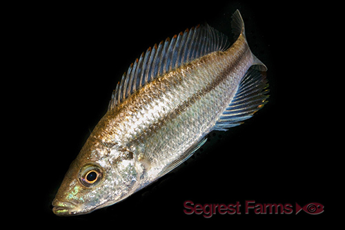 picture of Dimidiochromis Strigatus Cichlid Reg                                                                 Dimidiochromis strigatus