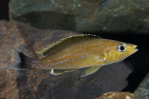 picture of Blackfin Cyprichromis Leptosoma Cichlid Reg                                                          Cyprichromis leptosoma