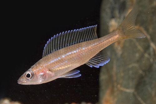 picture of Blue Neon Paracryp. Nigripinnis Cichlid Reg                                                          Paracryprichromis nigripinnis