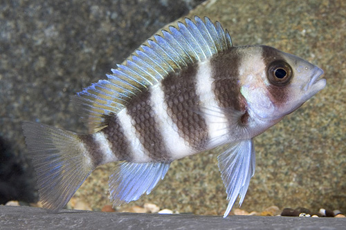 picture of Cyphotilapia Frontosa Cichlid Sml                                                                    Cyphotilapia frontosa