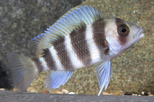 picture of Cyphotilapia Frontosa Cichlid Med                                                                    Cyphotilapia frontosa