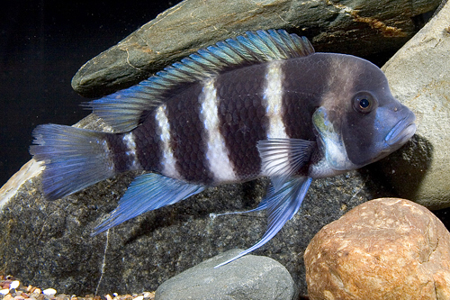 picture of Cyphotilapia Frontosa Cichlid Shw                                                                    Cyphotilapia frontosa