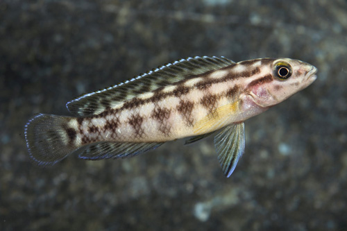 picture of Julidichromis Marlieri Cichlid Reg                                                                   Julidochromis marlieri
