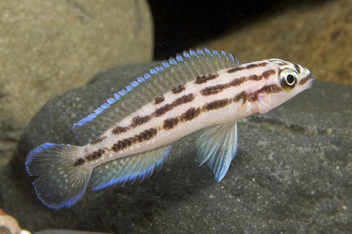picture of Julidochromis Ornatus Cichlid Med                                                                    Julidochromis ornatus