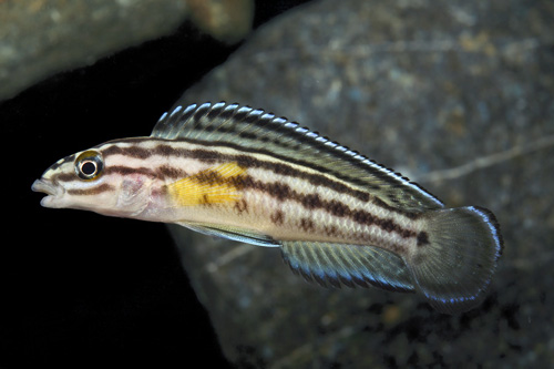 picture of Julidochromis Regani Cichlid Sml                                                                     Julidochromis reganni