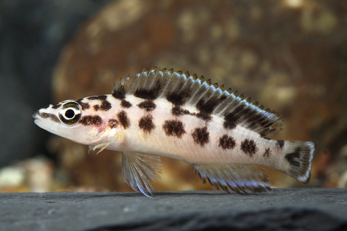 picture of Julidochromis Transcriptus Cichlid Reg                                                               Julidochromis transcriptus