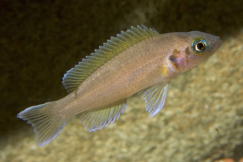 picture of Daffodil Neolamprologus Brichardi Cichlid Reg                                                        Neolamprologus pulcher