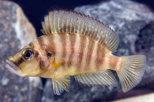picture of Yellow Lamprologus Compressiceps Reg                                                                 Altolamprologus compressiceps