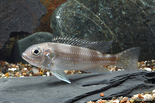 picture of Spangled Limnochromis Auritus Cichlid Reg                                                            Limnochromis auritus