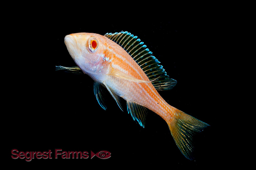 picture of Albino Paracyprichr. Nigripinnis Cichlid Reg                                                         Paracyprichromis nigripinnis 'Albino'
