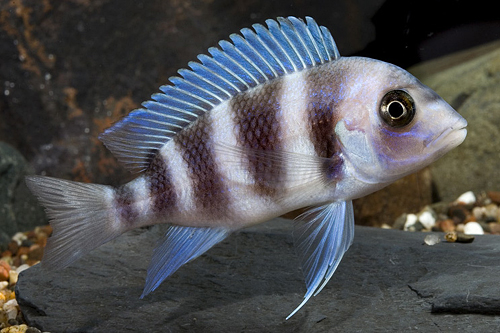 picture of Blue Moba Frontosa Cichlid Med                                                                       Cyphotilapia frontosa 'Blue Moba'