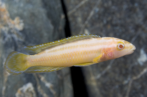 picture of Albino Julidochromis Ornatus Cichlid Reg                                                             Julidochromis ornatus 'Albino'