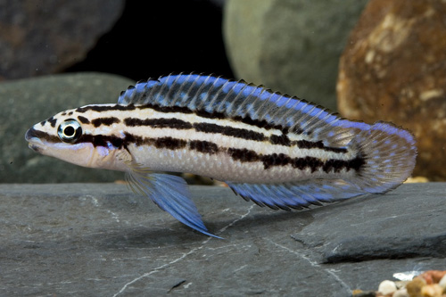 picture of Blue Zaire Julidochr. Dickfeldi Cichlid Reg                                                          Julidochromis dickfeldi var. blue Zaire