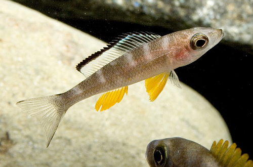 picture of Paracyprichromis sp. Primrose Cichlid Reg                                                            Paracyprichromis sp. 'Primrose'