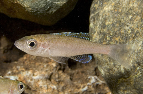picture of Blue Flash Cyprichromis Leptosoma Cichlid Reg                                                        Cyprichromis leptosoma 'Blue Flash'