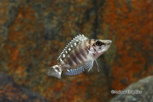 picture of Kipili Zebra Altolamprol. Calvus Cichlid Sml                                                         Altolamprologus compressiceps var. Kipili