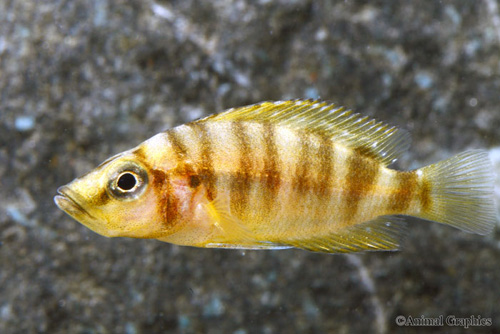 picture of Red Altolamprologus Calvus Cichlid Sml                                                               Altolamprologus calvus