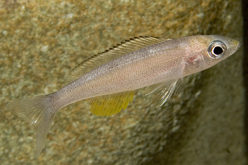 picture of Tricolor Cyprichromis Leptosoma Cichlid Reg                                                          Cyprichromis leptosoma var. Chaitika