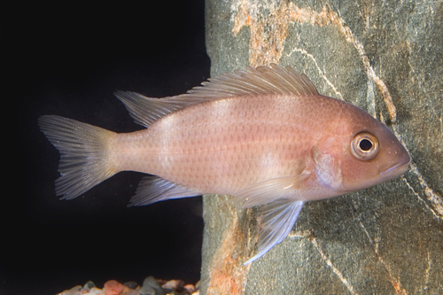 picture of Yellow Banded Frontosa Cichlid Reg                                                                   Cyphotilapia frontosa