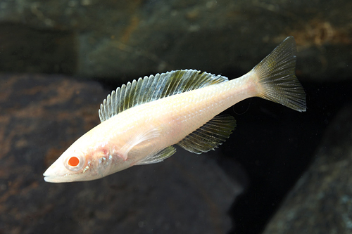 picture of Albino Kitumba Cyp. Leptosoma Cichlid Reg                                                            Cyprichromis leptosoma 'Albino Jumbo Kitumba'
