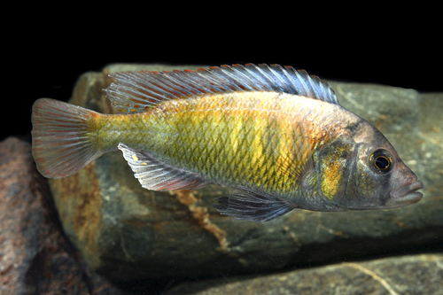 picture of Haplochromis Obliquidens Cichlid Reg                                                                 Haplochromis obliquidens