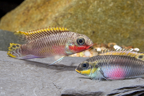 picture of Nigerian Red Kribensis P.Taeniatus Cichl. Reg                                                        Pelvicachromis taeniatus