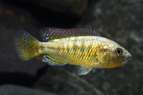 picture of Egyptian Mouthbrooder Cichlid Reg                                                                    Pseudocrenilabrus multicolor multicolor