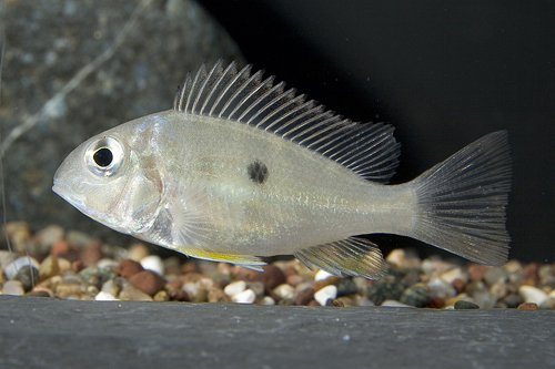picture of Geophagus Altifrons Cichlid Med                                                                      Geophagus altifrons var. Rio Areoes
