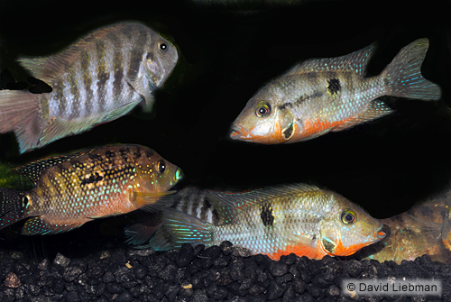 picture of Assorted South American Cichlid Reg                                                                  Aequidens, Vieja, Nandopsis, Heros + sp.