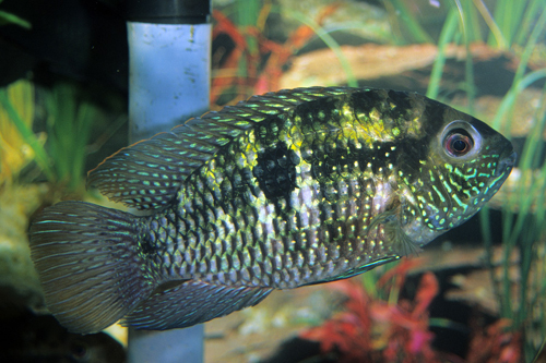 picture of Blue Acara Cichlid Med                                                                               Aequidens pulcher
