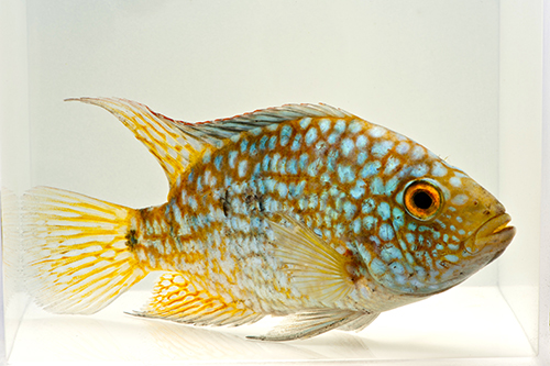 picture of Green Texas/Carpintis Cichlid Med                                                                    Herichthys carpintis
