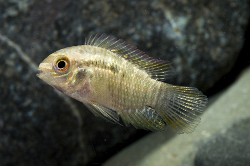 picture of Curviceps Cichlid Med                                                                                Laetacara curviceps