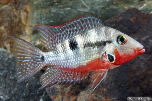 picture of Firemouth Meeki Cichlid Med                                                                          Thorichthys meeki