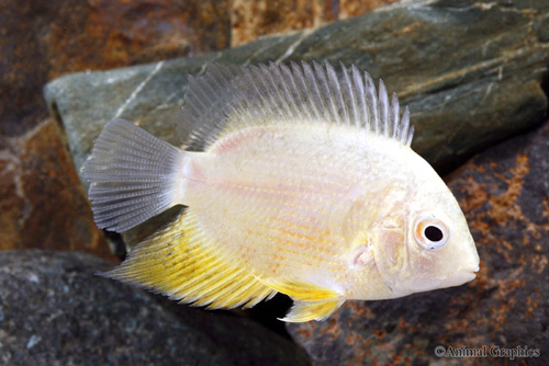 picture of Gold Severum Cichlid Sml                                                                             Heros severus 'Gold'